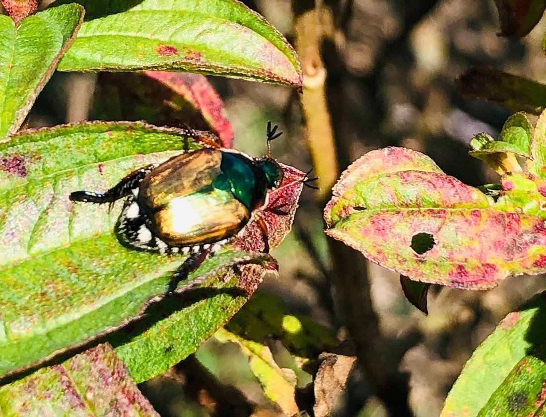 Knuckles Mountain Range